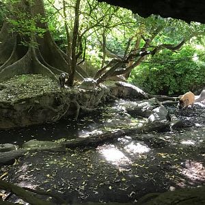 Congo Gorilla Forest