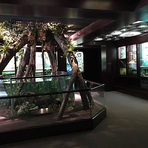 Congo Gorilla Forest