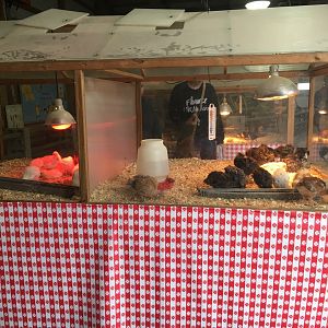 Didier Farms - Chick Incubator