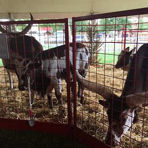 Didier Farms - Watusi Pen