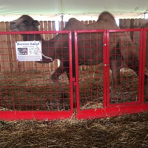 Didier Farms - Camel Pen