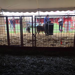 Didier Farms - Zebu Pen