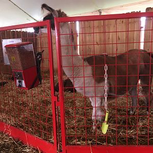 Didier Farms - Lama Pen