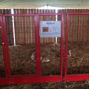 Didier Farms - Blackbuck Pen