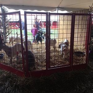 Didier Farms - Goat Pen