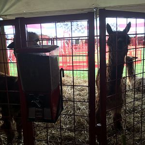 Didier Farms - Alpaca Pen