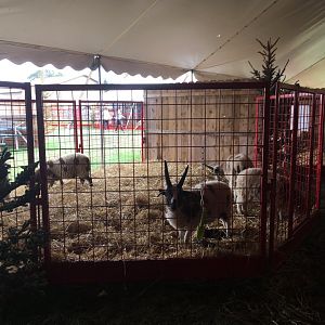 Didier Farms - Sheep Pen