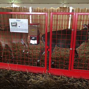 Didier Farms - Nilgai Pen