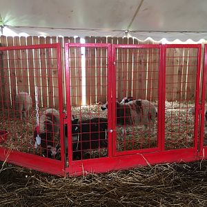 Didier Farms - Sheep Pen