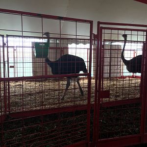 Didier Farms - Ostrich Pen