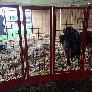 Didier Farms - Dexter Cattle Pen