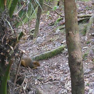 Red-rumped Agouti (Dasyprocta leporina)
