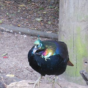 Himalayan Monal (Lophophorus impejanus)