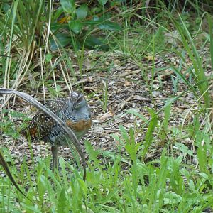 Banded Rail (Gallirallus philippensis assimilis)