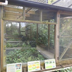 Hochstetter's Frog exhibit