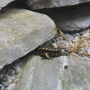 Otago Skink (Oligosoma otagense)