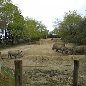 Southern White Rhinoceros (Ceratotherium simum)