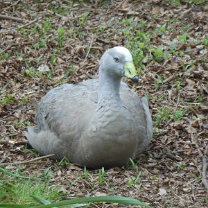Cape Barren Goose (Cereopsis novaehollandiae)