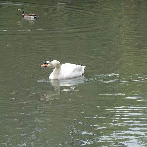 Mute Swan (Cygnus olor)