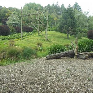 Chimpanzee outside enclosure