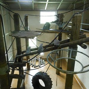 Chimpanzee inside enclosure