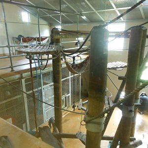 Chimpanzee inside enclosure