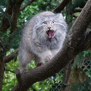 Pallas Cat
