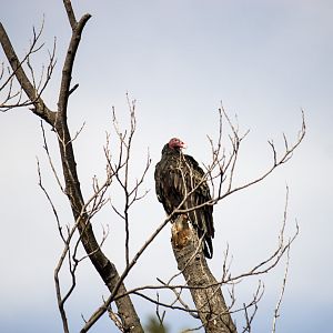 Eastern turkey vulture, Cathartes aura septentrionalis