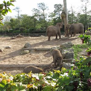 22/10/2017 Asian Elephants Feeding
