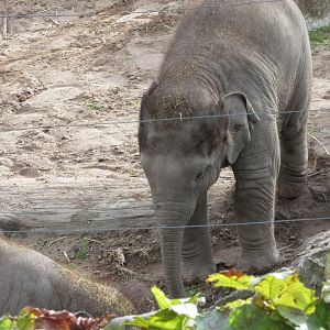 22/10/2017 Young Asian Elephant