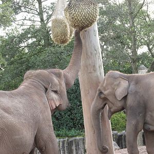 22/10/2017 Asian Elephants Feeding