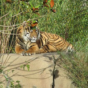 22/10/2017 Sumatran Tiger