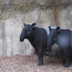 22/10/2017 Malayan Tapirs