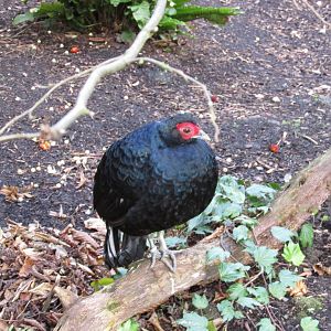 22/10/2017 Salvdori's Pheasant