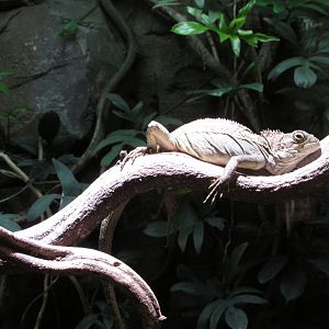 22/10/2017  Hypsilurus magnus