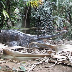 22/10/2017 Sunda Gharial