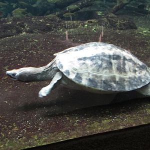 22/10/2017 Painted Batagur