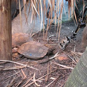 22/10/2017 Asian Forest Tortoise
