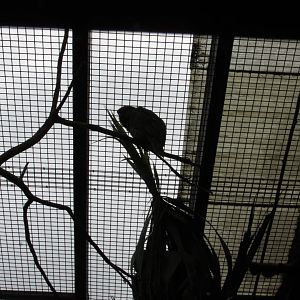 22/10/2017 Ecuadorian Amazon Parrot (First time I have ever seen one!)