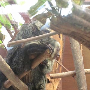 22/10/2017 White Faced Saki Mother and Baby