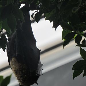 Flying fox (Pteropus) ID