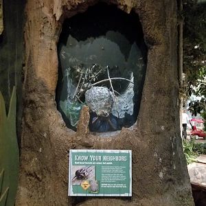 Oct. 2017 - The Swamp - Black-faced Hornet Exhibit