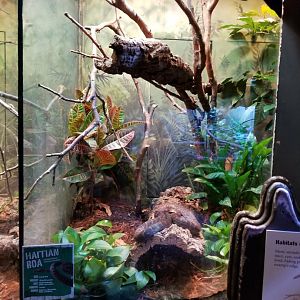 Oct. 2017 - The Swamp - Haitian Boa Exhibit
