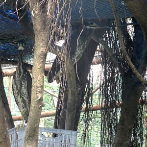 White-eared night heron