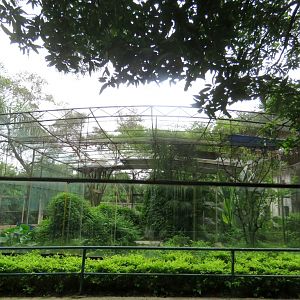 White-eared night heron  exhibit