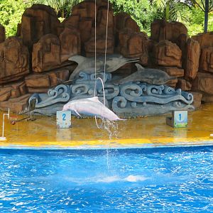 Indo-Pacific Humpback Dolphin