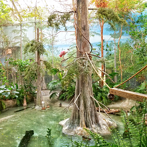 Oct. 2017 - The Swamp - Third Aviary (5 Species)