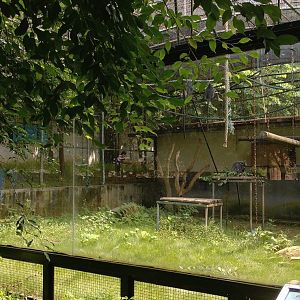 Indo-Chinese silver langur exhibit