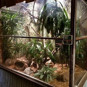 Oct 2017 - The Swamp - Mangrove Snake + Tokay Gecko Exhibit