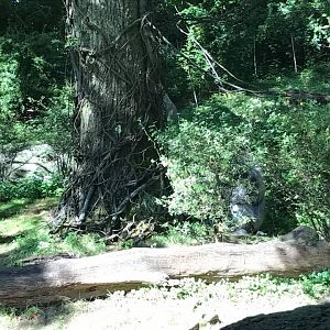 Congo Gorilla Forest